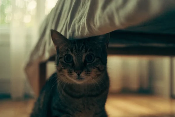 Anxious tabby cat hiding under a bed, watching its surroundings with wide cautious eyes
