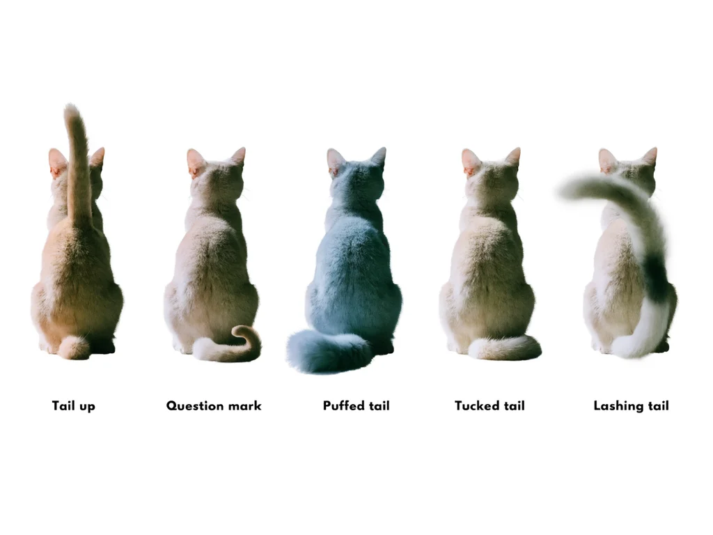 Diagram showing five cat tail positions and what each one means