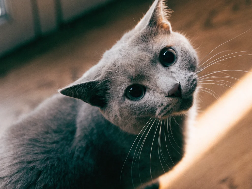 Grey cat showing flattened ears and dilated pupils — signs of fear or overstimulation