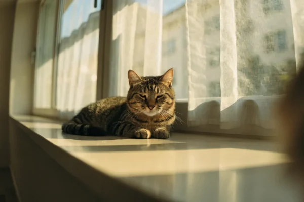 Relaxed tabby cat lying on a sunny windowsill with soft eyes and loose tail — a classic calm body language pose