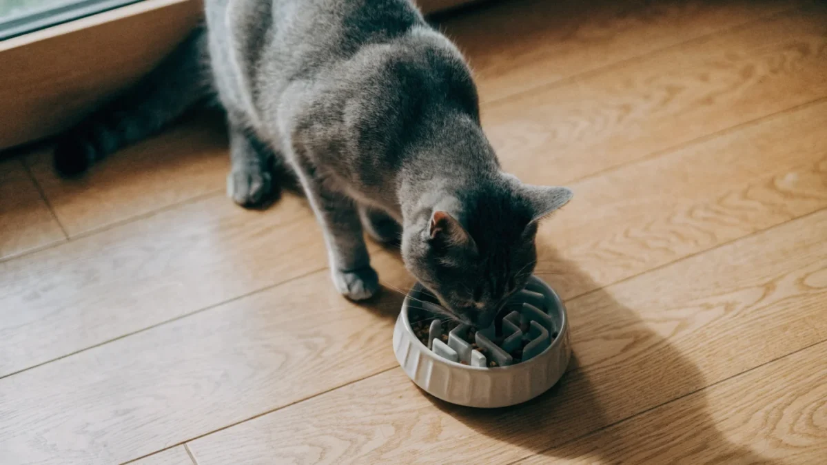 Cat Feeding Patterns: Grazers, Meal Feeders, and Everything Between