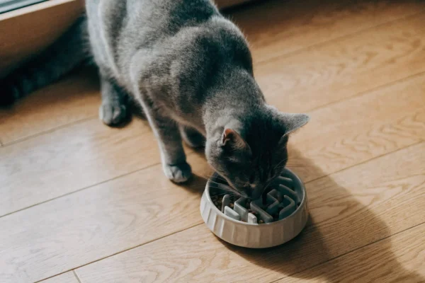 Gray cat eating from a puzzle feeder bowl on a wooden floor