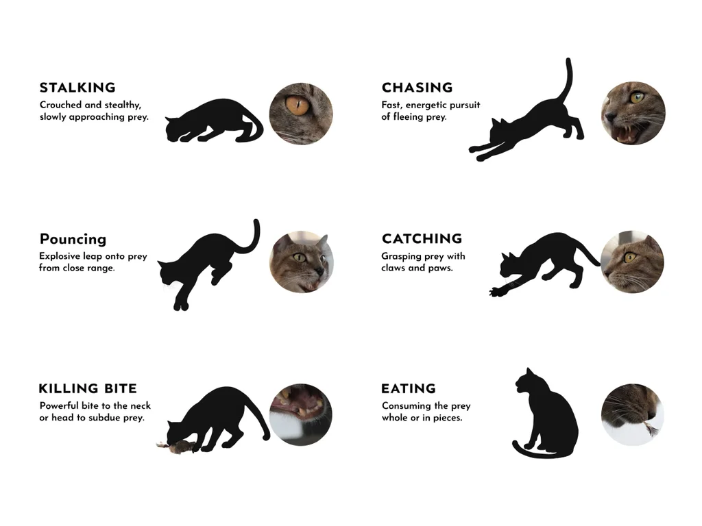 Infographic showing the six stages of a cat's natural hunting sequence