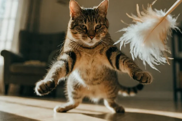 Tabby cat leaping after a feather wand toy during an interactive play session
