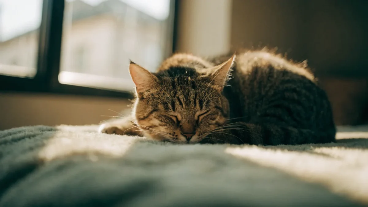 Cat Sleep Patterns: How Much Do Cats Actually Sleep?