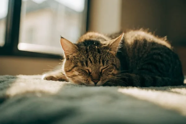 Tabby cat sleeping curled up on a cushion in warm afternoon sunlight