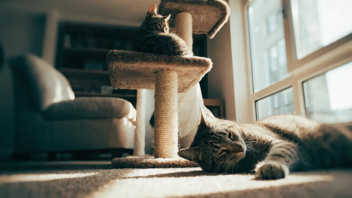 Cat Territory and Hierarchy: How Cats Share (or Don’t Share) Space