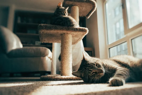 Two cats sharing a living room by using vertical and floor space separately