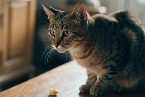 Tabby cat sitting attentively during a training session with a treat nearby