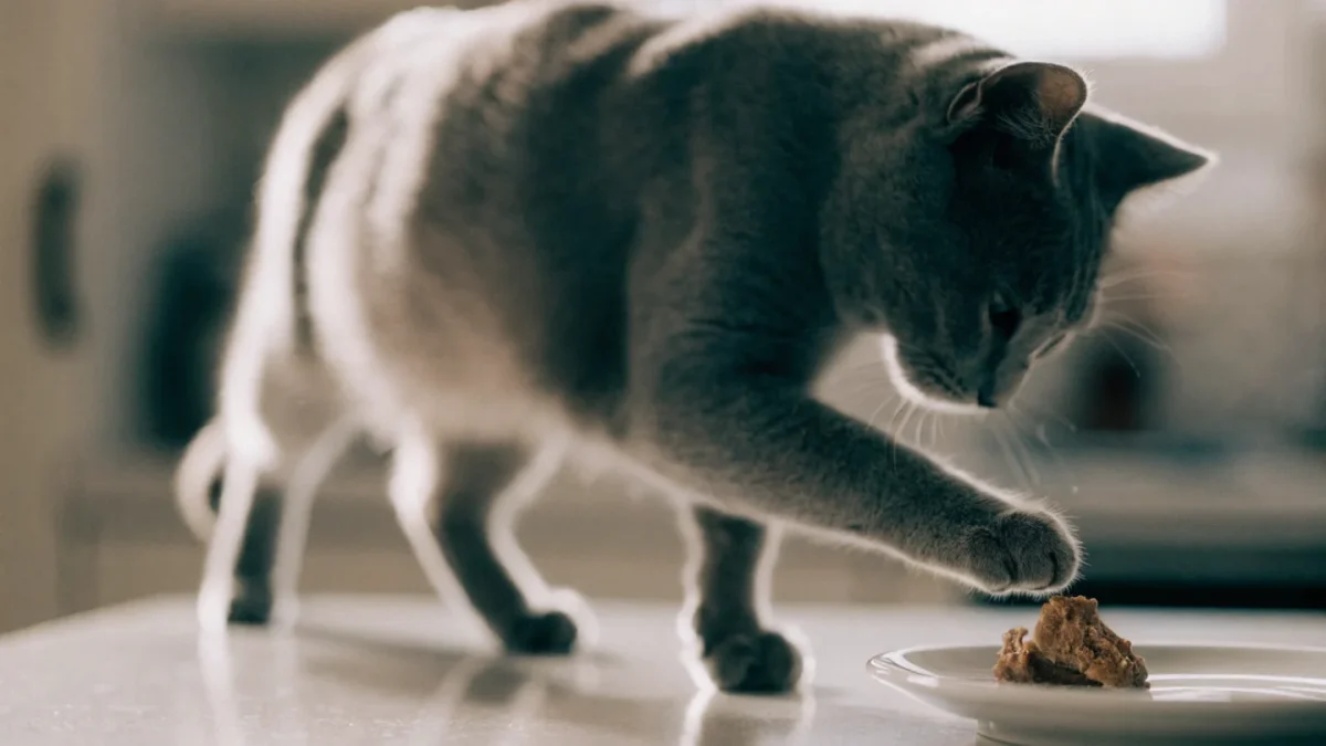Gray cat reaching for a freeze-dried chicken treat on a white plate