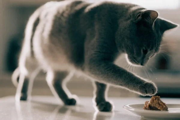 Gray cat reaching for a freeze-dried chicken treat on a white plate