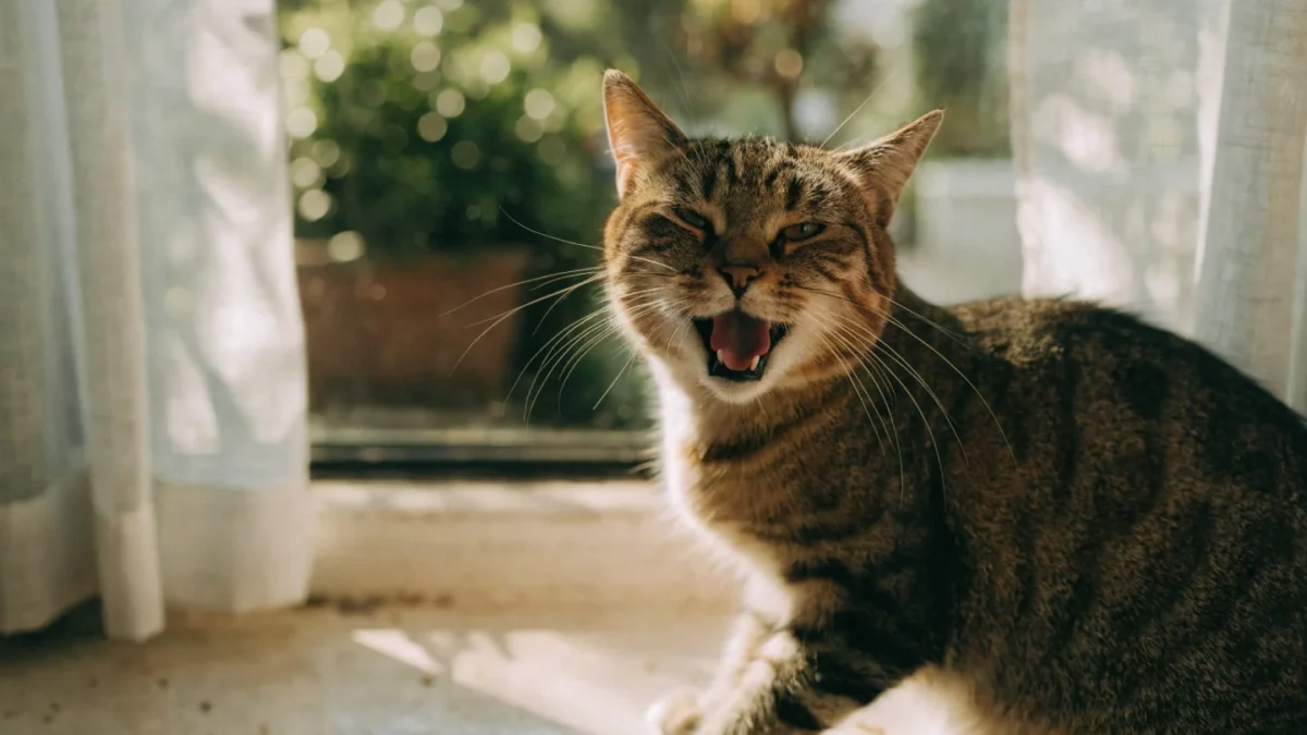 Cat Vocalizations Explained: Every Sound Your Cat Makes and Why