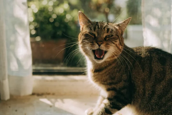 Tabby cat vocalizing on a sunny windowsill with mouth open mid-meow