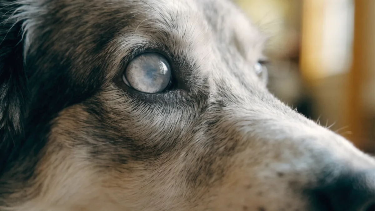 Cataracts vs. Nuclear Sclerosis: Navigating Cloudy Eyes in Senior Pets