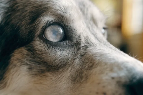 A close-up macro shot of a senior Border Collie's face, showing a cloudy, gray haze over its eye.