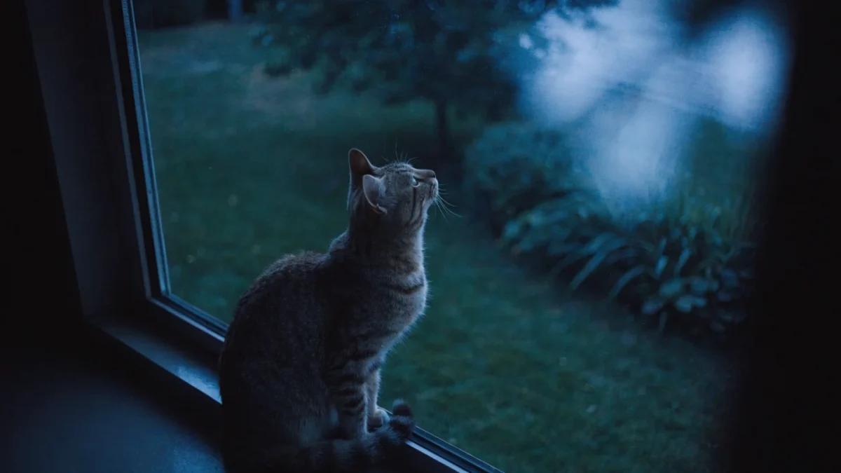Why Cats Come Alive at Night and How to Get Some Sleep