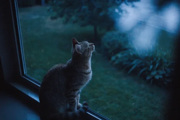 Tabby cat sitting alert on a windowsill at night, illuminated by moonlight
