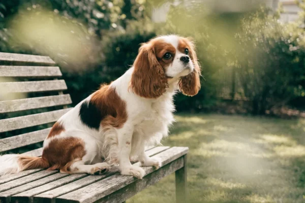 Tricolor Cavalier King Charles Spaniel sitting outdoors in soft natural light
