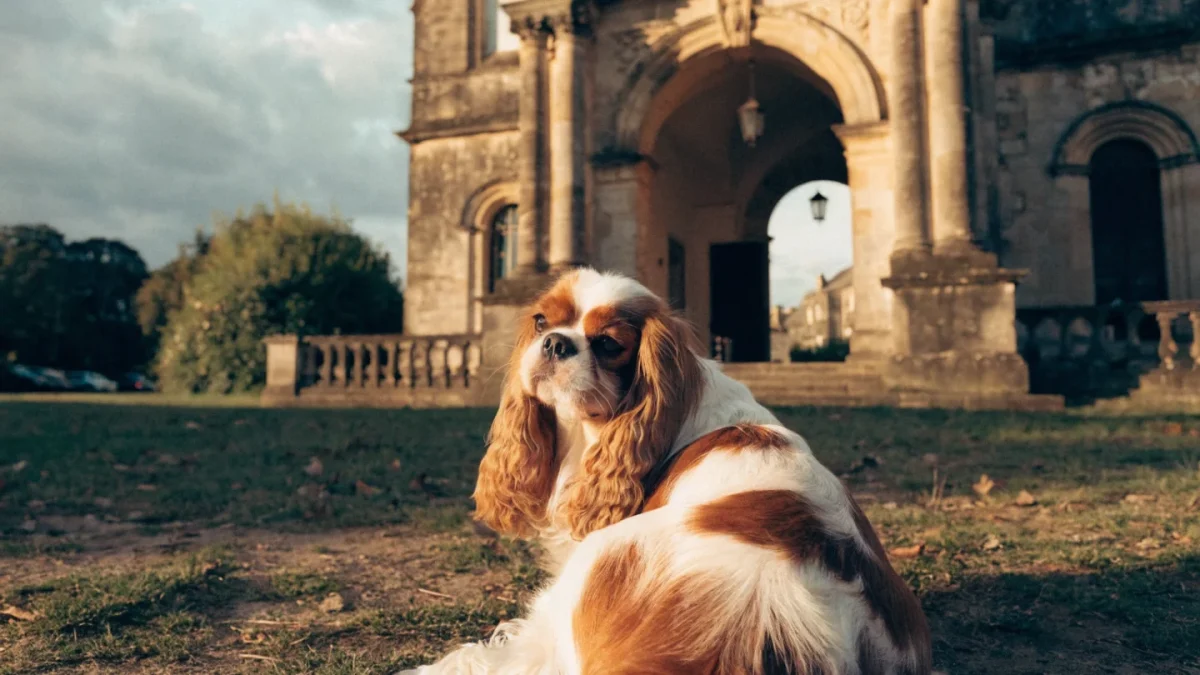 History of the Cavalier King Charles Spaniel: Royal Lapdogs and a Breed Reborn