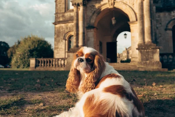 Blenheim Cavalier King Charles Spaniel sitting before an English manor house entrance in warm golden afternoon light