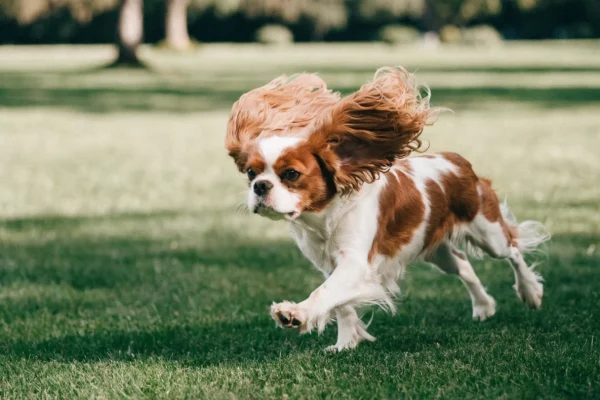 Cavalier King Charles Spaniel with Blenheim coloring mid-stride running across a grassy park, ears flying, with a focused expression
