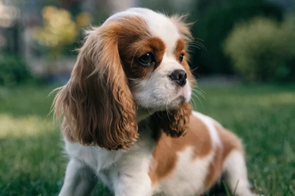 Cavalier King Charles Spaniel puppy with Blenheim coloring sitting on green grass in soft natural daylight with a blurred garden background