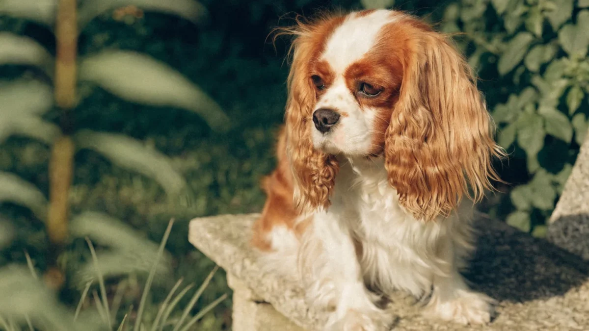Cavalier King Charles Spaniel: The Complete Breed Guide