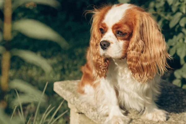 Blenheim Cavalier King Charles Spaniel sitting on a stone garden bench in warm afternoon light with soft green foliage background