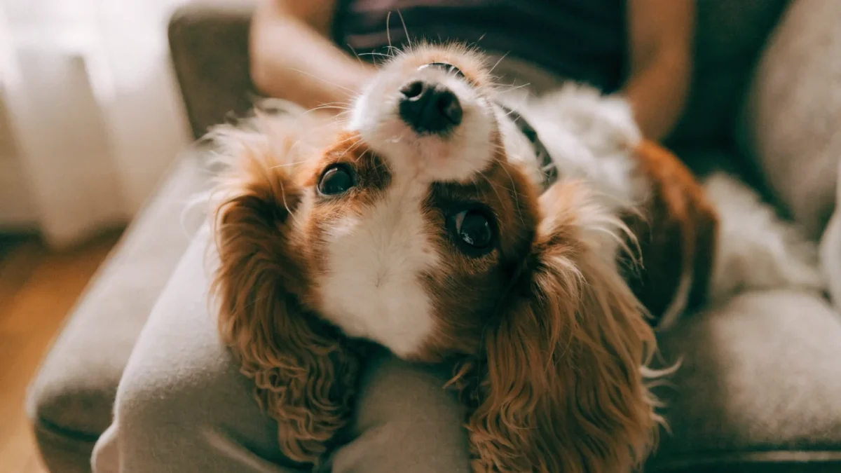Tricolor Cavalier King Charles Spaniel resting on a person's lap on a sofa with soft natural window light