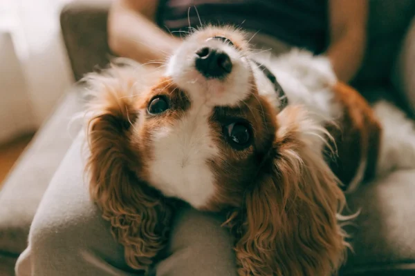 Tricolor Cavalier King Charles Spaniel resting on a person's lap on a sofa with soft natural window light