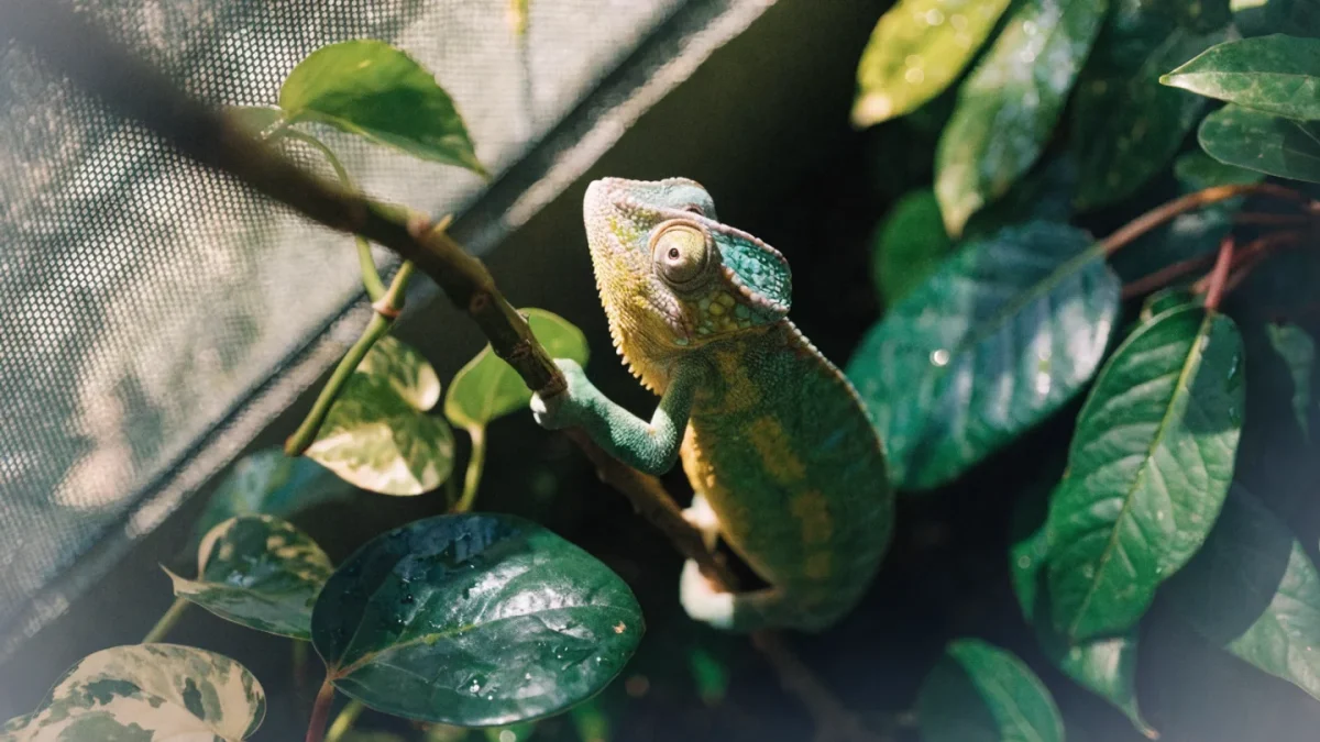 Complete Chameleon Care Guide: Species, Habitat, Diet, and Misting