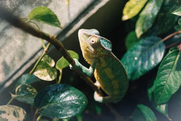 Veiled chameleon perched on a vine inside a planted mesh enclosure with water droplets on leaves