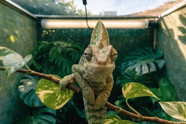 Adult male veiled chameleon on a pothos branch inside a tall mesh enclosure with tropical plants