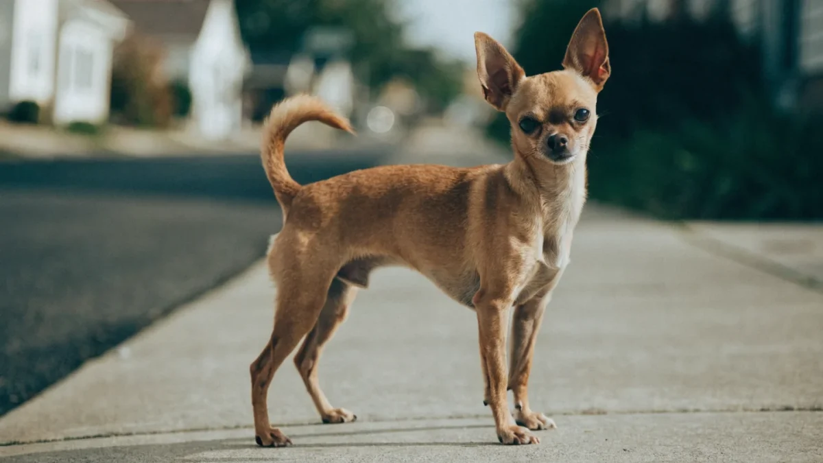 5 Common Misconceptions About Chihuahuas
