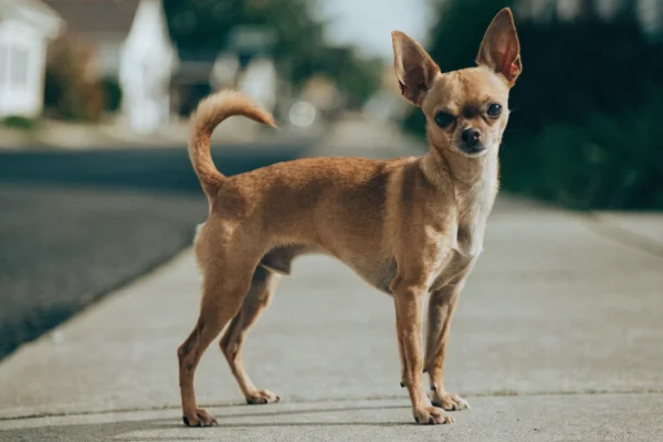 Confident fawn Chihuahua standing alert on a sidewalk during a neighborhood walk