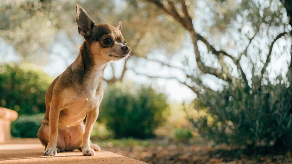 Chihuahua: The Complete Breed Guide