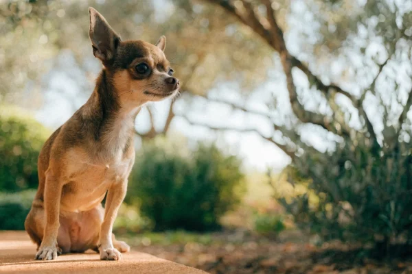 Fawn smooth-coat chihuahua sitting alertly on a sun-warmed terracotta step with a blurred garden background