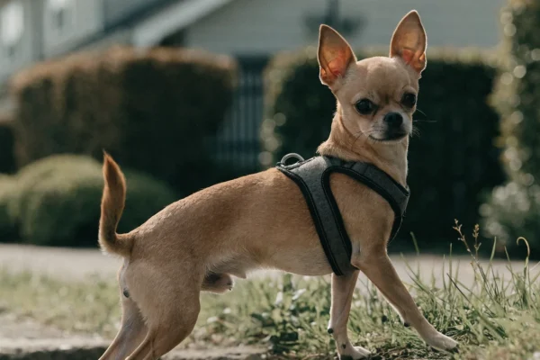 Small tan smooth-coat Chihuahua on a harness sniffing grass during a morning walk