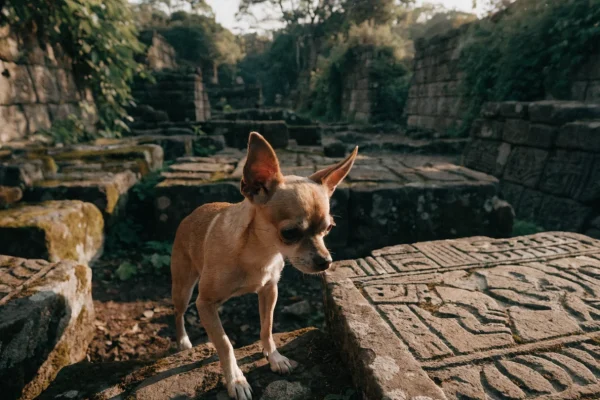 Fawn chihuahua sitting among ancient stone ruins with warm afternoon light and archaeological site in the background
