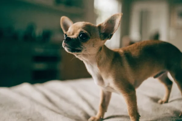 Fawn Chihuahua puppy standing on a blanket in a bright living room