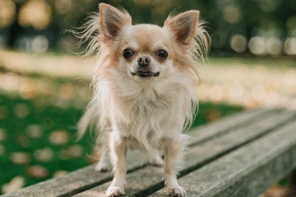 Alert cream and white long-coat chihuahua standing confidently on a park bench with autumn foliage in the background