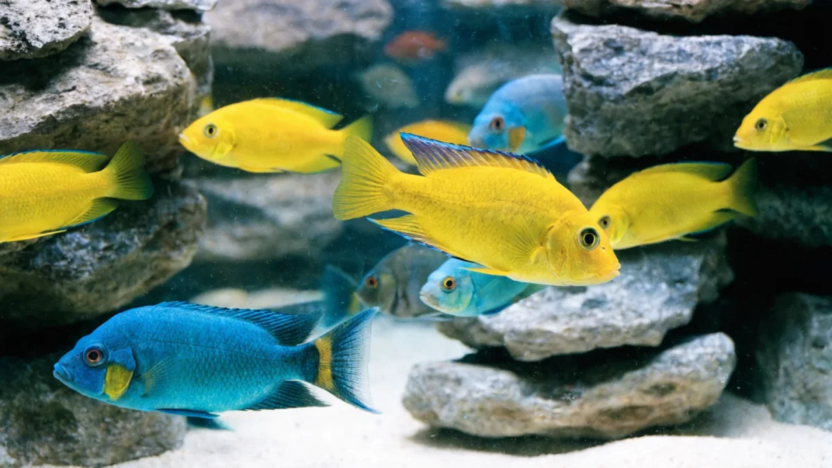 Complete Cichlid Care Guide: African, South American, and Tank Setup