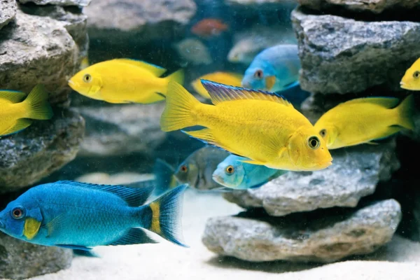 Colorful African cichlids including yellow labs and blue mbunas swimming among limestone rocks in an aquarium