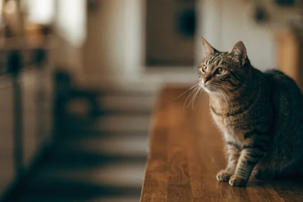 Tabby cat sitting alertly during a training session, lit by natural window light