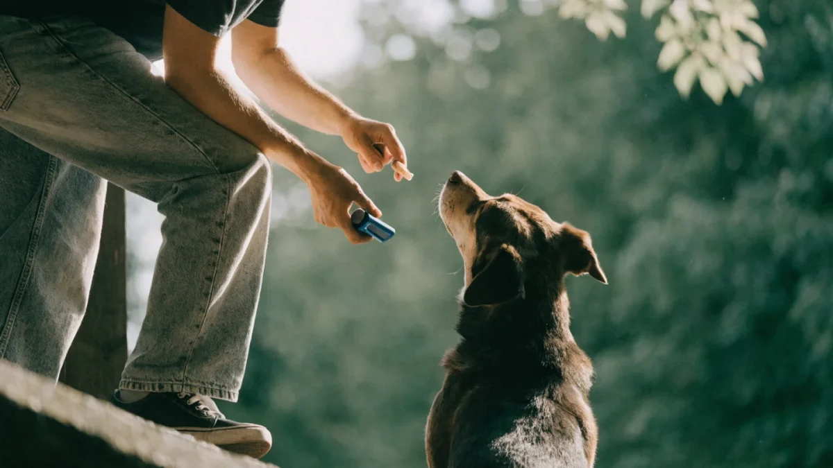 Clicker Training for Dogs: A Beginner’s Complete Guide
