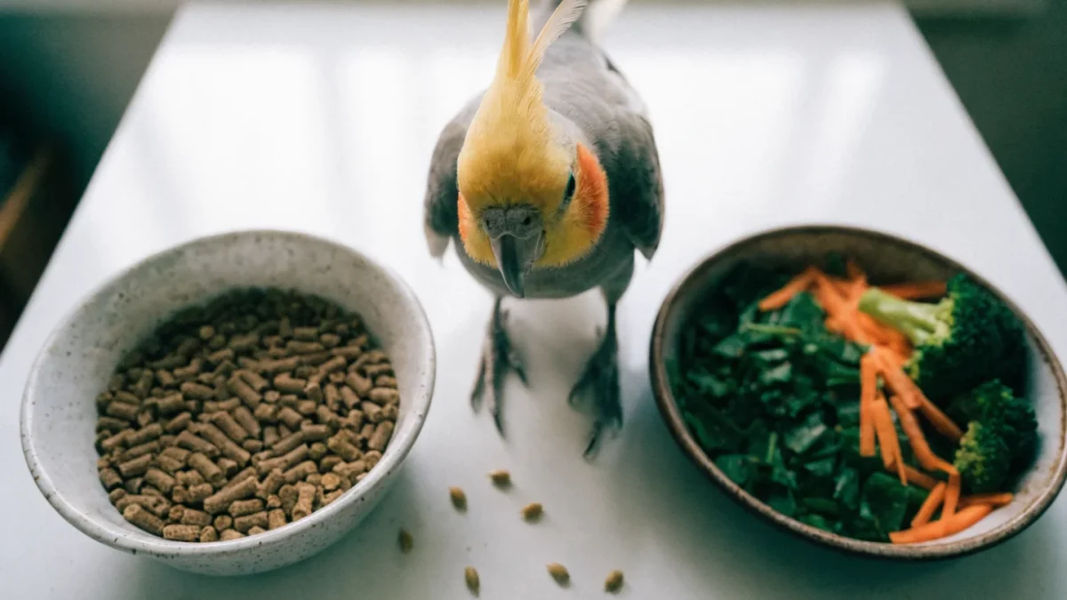 Cockatiel Diet: Seeds, Pellets, and Fresh Foods Explained