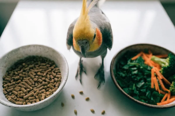 Top-down view of cockatiel pellets and chopped fresh vegetables in separate dishes