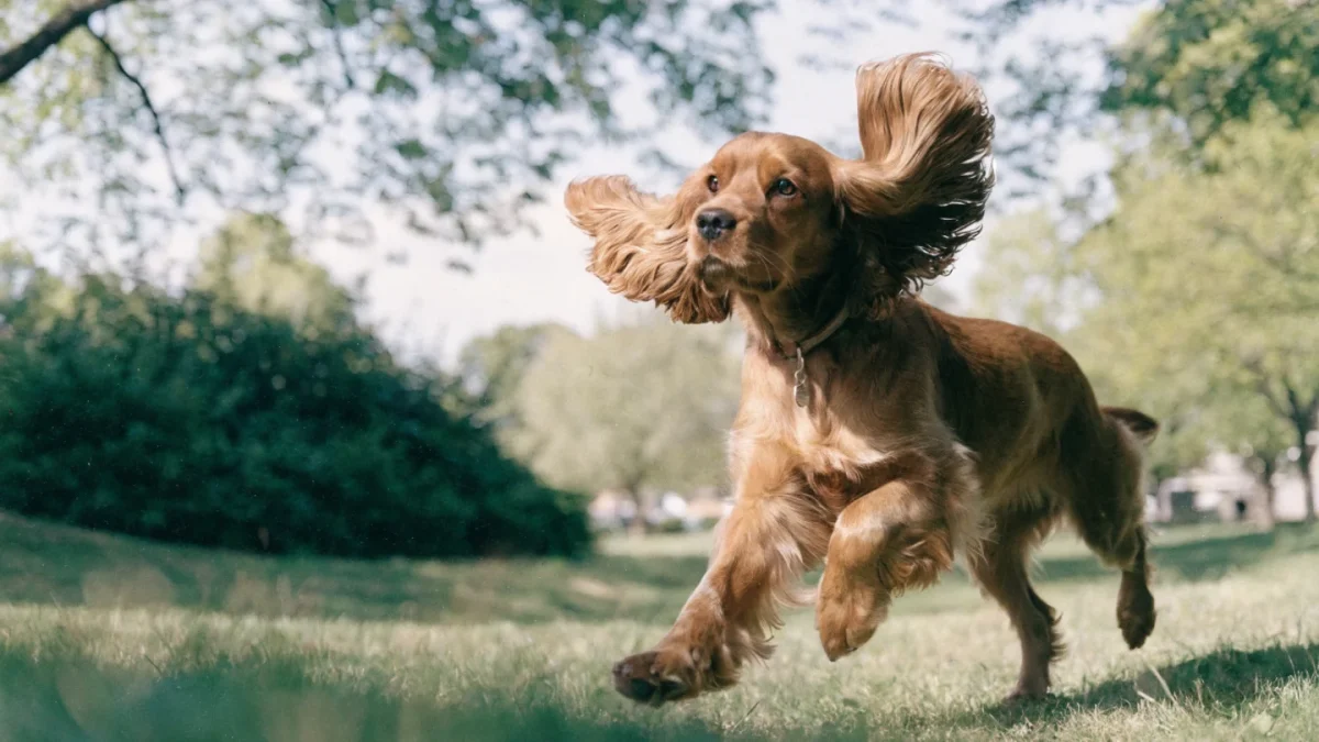 Cocker Spaniel trotting across a grassy park