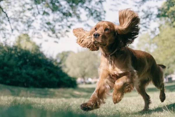 Cocker Spaniel trotting across a grassy park
