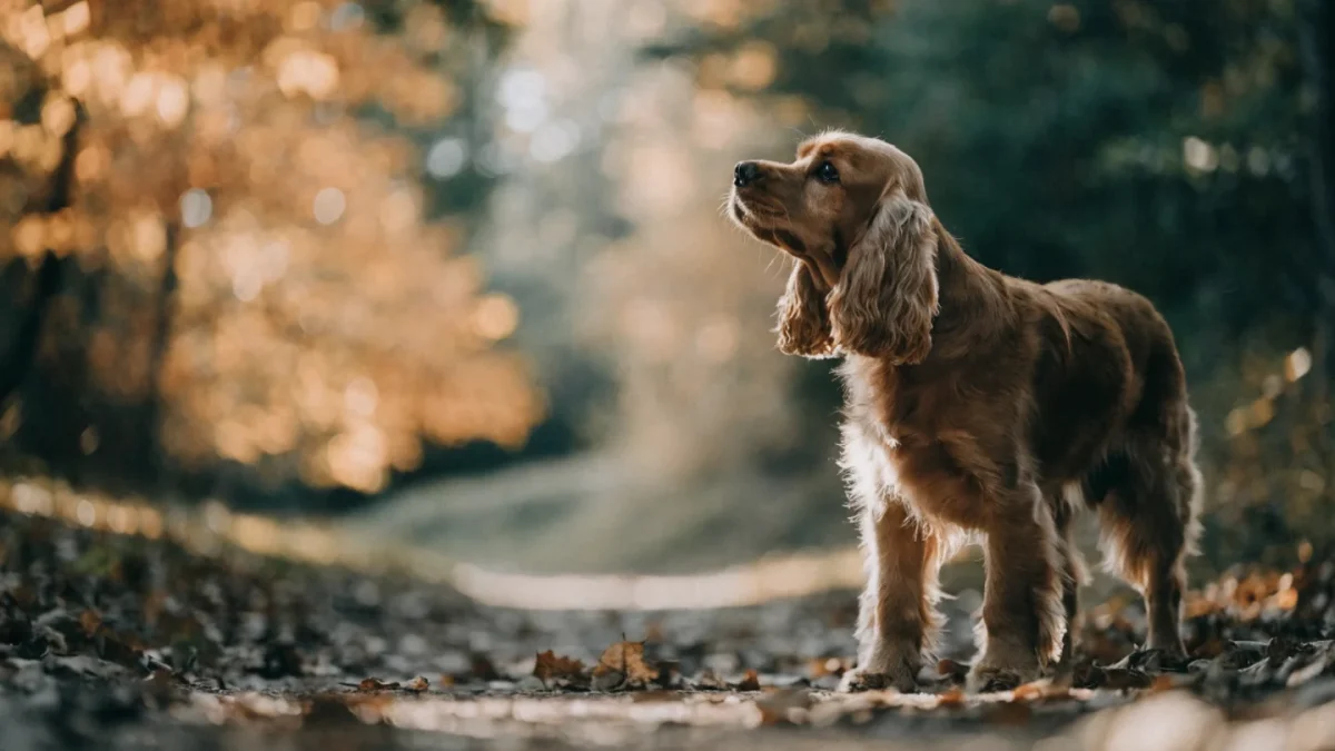 Cocker Spaniel: The Complete Breed Guide